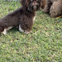Shih Tzu Puppies from Mosley Kennel Shih Tzu
