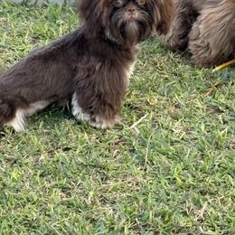 Shih Tzu Puppies from Mosley Kennel Shih Tzu