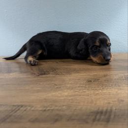 Cocoa - Black and tan male Dachshund puppy in Live Oak, Florida from Johnson’s Weiner Farm