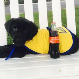 Golden Retriever Puppies from Cci