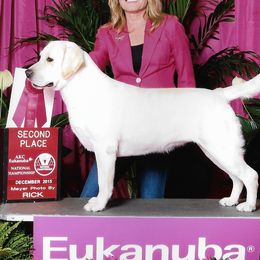 Labrador Retrievers from Lake Wood Labradors