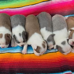 Boston Terrier Puppies from Celtic Kennel Bostons