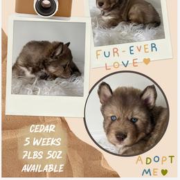 Cedar - Red and white male Siberian Husky puppy in Florence, Kentucky from Moonlight Howl Huskies