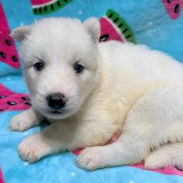 AKC Eleanor - White female Siberian Husky puppy in Centreville, Maryland from Huskies By the Bay