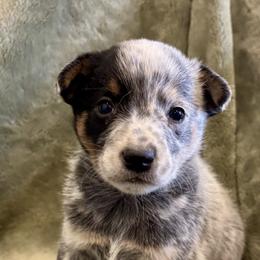 Australian Cattle Dog Puppies from Grit ‘n’ Grace Ranch