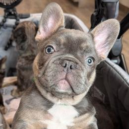 Finn - Blue male French Bulldog puppy in Greenville, Texas from Lovey’s Frenchies