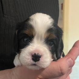 Boy 1 - Tri-color male Cavalier King Charles Spaniel puppy in Mesa, Arizona from Bubble-ishous Cavaliers, Cavapoos and Portadoodles