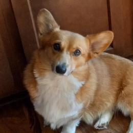 Ticker - Pembroke Welsh Corgi