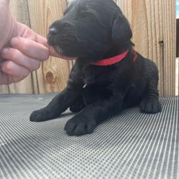 LL COOL D - Black male Giant Schnauzer puppy in Tabernash, Colorado from Schnauzer Paw Homestead