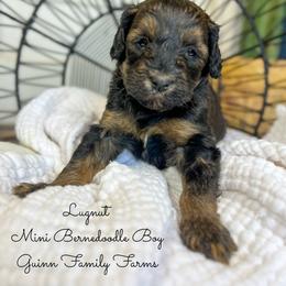Lugnut - Phantom male Bernedoodle puppy in Grove, Oklahoma from Guinn Family Farms