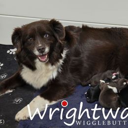 Millet - Red & white female Miniature Australian Shepherd puppy in Dowagiac, Michigan from Wrightway Wigglebutts