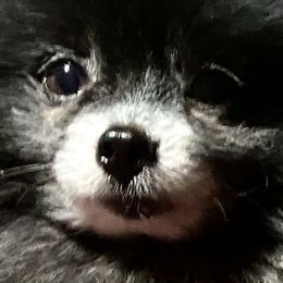Wolf - Pomeranian