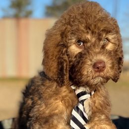 George - Brown and white male Saint Berdoodle puppy in Beach, North Dakota from Badland St. Berdoodles LLC