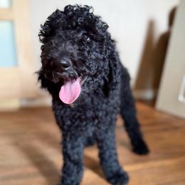 Clark - Black male Double Doodle puppy in Mineola, Texas from ETX Dandy Doodle