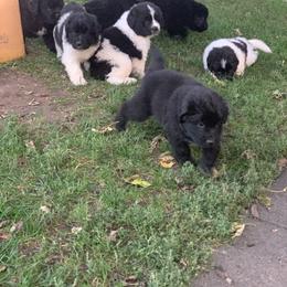 Newfoundland and Shih Tzu Puppies from Grand Meadow Newfoundlands