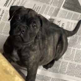 Pumpkin - Red brindle female Bullmastiff puppy in South Attleboro, Massachusetts from Bessettes Bullies