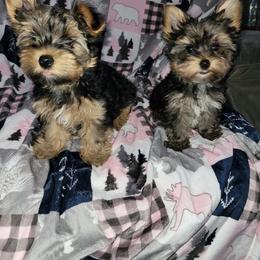 Yorkshire Terrier Puppies from My precious yorkies