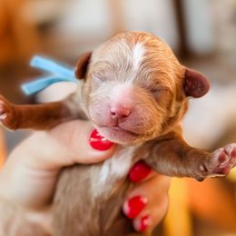 Crackle - Red male Cavapoo puppy in Idaho Falls, Idaho from Freckle Paw Family