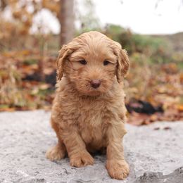 Pink - Caramel female Australian Labradoodle puppy in Williamstown, New York from Lewis Manor Labradoodles
