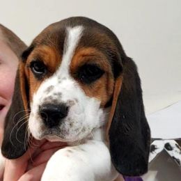 Beagle Puppies from Lazy G Kennels