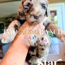 Star - female Newfypoo puppy in Jackson, Missouri from Two Sisters Ranch, LLC