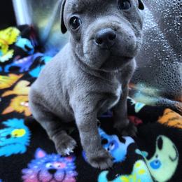 Chick - Blue female Staffordshire Bull Terrier puppy in Dallas, Texas from Wild Blue Staffords