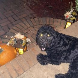 Lulu - Goldendoodle
