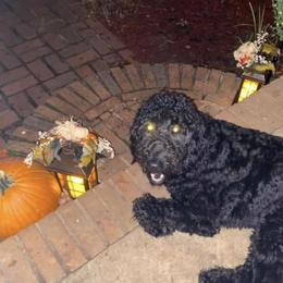 Lulu - Goldendoodle