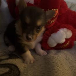 Girl 3 - Black and tan female Pembroke Welsh Corgi puppy in Tucson, Arizona from Sierrita Mountain Corgis