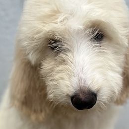 Boy 1 - Cream Goldendoodle puppy in Omaha, Nebraska from The Rallo Farmhouse