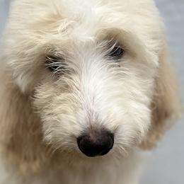 Boy 1 - Cream Goldendoodle puppy in Omaha, Nebraska from The Rallo Farmhouse
