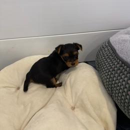 Miss Sion - Blue and gold female Yorkshire Terrier puppy in Queens, New York from The Dior Line