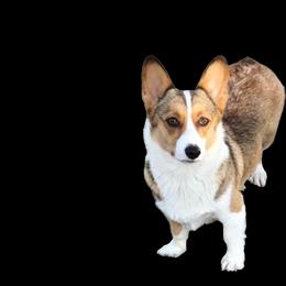 Dixie - Pembroke Welsh Corgi
