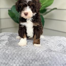 Brown - Brown and white male Bernedoodle puppy in Charleston, South Carolina from Palm Belle Doodles