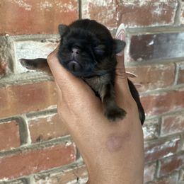 Girl 1 - Red female Shih Tzu puppy in Bastrop, Louisiana from Happy Scout's Shih Tzu's