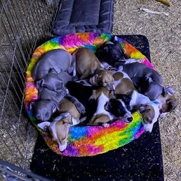 Basenji and Italian Greyhound Puppies from Khani's Basenjis and Italian Greyhounds