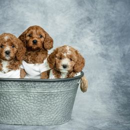 Cavapoo and Goldendoodle Puppies from Regal Doodles