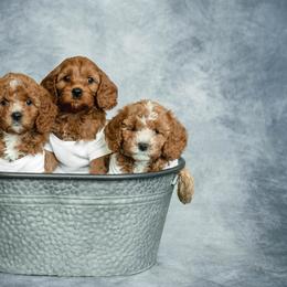 Cavapoo and Goldendoodle Puppies from Regal Doodles