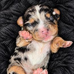 Lahna - Merle female Cavapoo puppy in Lebanon, Kentucky from Mosaic Merle Doodles