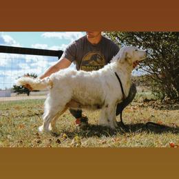 Cece - Light golden female Golden Retriever puppy in Mason, Michigan from Sweet Breeze Acres