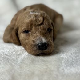 We-Be-Giant - Apricot male Poodle puppy in St. Johnsbury, Vermont from Poodles of the Northern Woods