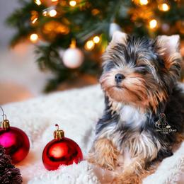 Yorkshire Terrier Puppies from Essence of Grace Yorkies