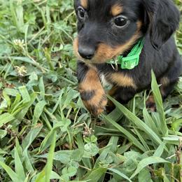 Roper - Black and tan male Dachshund puppy in Cole Camp, Missouri from Long Dog Ranch