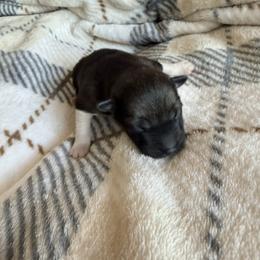 Flora - Wolf sable female Pomsky puppy in Doon, Iowa from Luxury Pomsky