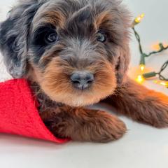 Aussiedoodle, Australian Mountain Doodle, and Bernedoodle Puppies from Magnolia Grove Farms