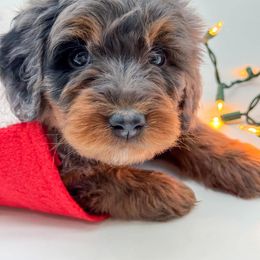 Aussiedoodle, Australian Mountain Doodle, and Bernedoodle Puppies from Magnolia Grove Farms