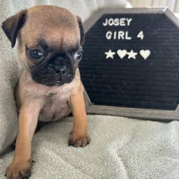 Girl 4 - Fawn female Pug puppy in Norborne, Missouri from Pug Palace