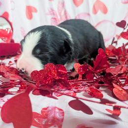 Arrow - Black and white male Border Collie puppy in Raccoon, Kentucky from Skyline Border Collies