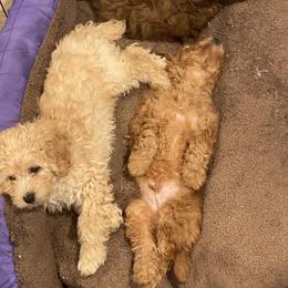 Poodle Puppies from Alstartoypoodle