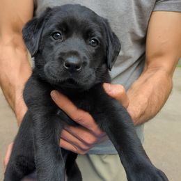 Lotus (turquoise collar) - Black Labrador Retriever puppy in Lithonia, Georgia from Marmolejos Labs